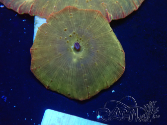 WYSIWYG - RAH Discosoma 24K Gold 13F5