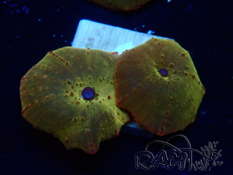 WYSIWYG - RAH Discosoma 24K Gold 13F6