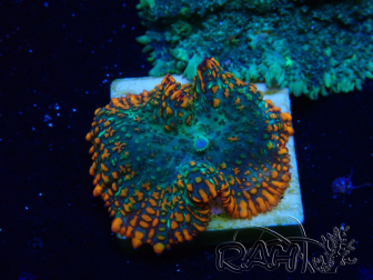 WYSIWYG - Rhodactis 13G3