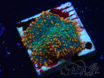 WYSIWYG - Rhodactis 13G4