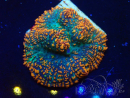 WYSIWYG - Rhodactis 13G6