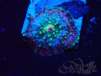 WYSIWYG - Discosoma 13K2