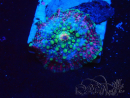 WYSIWYG - Discosoma
