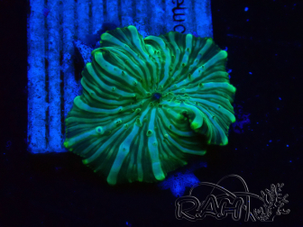 WYSIWYG - Discosoma 13K5