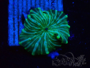WYSIWYG - Discosoma