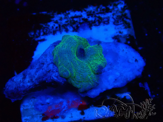 WYSIWYG - Rhodactis 13L5