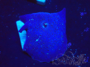 WYSIWYG - Discosoma 13M4
