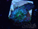WYSIWYG - Discosoma