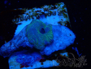 WYSIWYG - Rhodactis 13L5