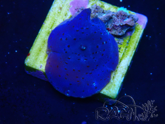WYSIWYG - Rhodactis 13M2