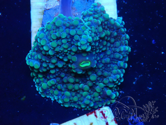 WYSIWYG - Discosoma 13N5
