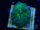WYSIWYG - Discosoma