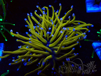 WYSIWYG Euphyllia glabrescens (Mariculture acclimaté sous LED) 8H4