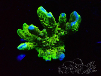 WYSIWYG - CB Incredible Hulk Montipora GRAFTED 5L2