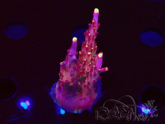 WYSIWYG JF Acropora Fox Flame 5O1