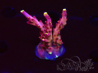 WYSIWYG JF Acropora Fox Flame