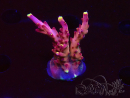 WYSIWYG JF Acropora Fox Flame 5O2