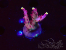 WYSIWYG JF Acropora Fox Flame