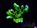 WYSIWYG - CB Incredible Hulk Montipora GRAFTED 5L2