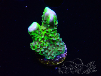 WYSIWYG - CB Incredible Hulk Montipora GRAFTED 5L4