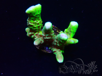 WYSIWYG - CB Incredible Hulk Montipora GRAFTED 5L5
