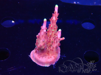 WYSIWYG JF Acropora Fox Flame 5O1