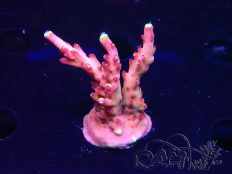 WYSIWYG JF Acropora Fox Flame 5O2