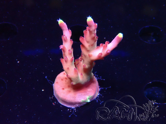 WYSIWYG JF Acropora Fox Flame 5O10