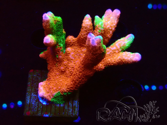 WYSIWYG WWC Montipora Contraband Digitata 5Q8