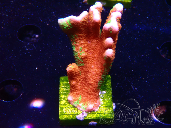 WYSIWYG WWC Montipora Contraband Digitata