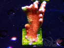 WYSIWYG WWC Montipora Contraband Digitata