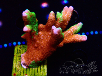 WYSIWYG WWC Montipora Contraband Digitata 5Q8