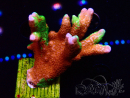 WYSIWYG WWC Montipora Contraband Digitata 5Q8