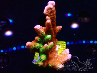 WYSIWYG WWC Montipora Contraband Digitata