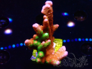 WYSIWYG WWC Montipora Contraband Digitata