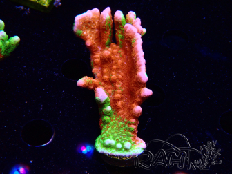 WYSIWYG WWC Montipora Contraband Digitata