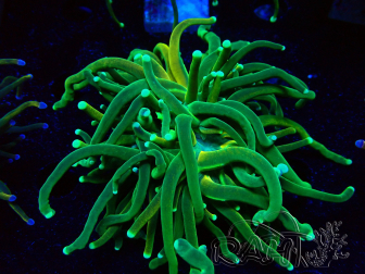 WYSIWYG Euphyllia glabrescens Tiger (Maricultura acclimatata sotto LED) 8H1