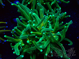 WYSIWYG Euphyllia glabrescens Tiger (Maricoltura acclimatata sotto LED) 8H2
