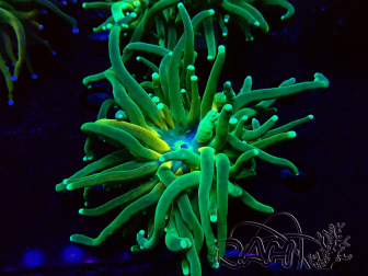 WYSIWYG Euphyllia glabrescens Tiger (Mariculture acclimated under LED) 8H3