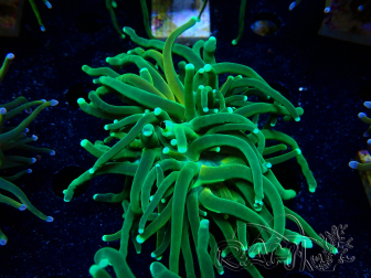 WYSIWYG Euphyllia glabrescens Tiger (Marikultur unter LED akklimatisiert) 8H1