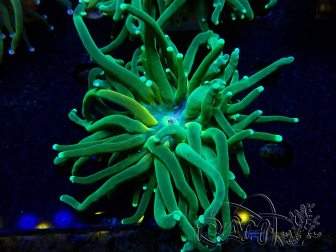 WYSIWYG Euphyllia glabrescens Tiger (Mariculture acclimated under LED) 8H3