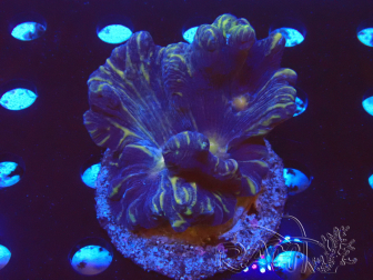 WYSIWYG - Pectinia XL (15 cm)