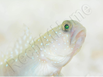 Cryptocentrus cinctus Breeding 3-5 cm RAH