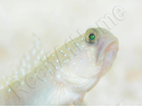 Cryptocentrus cinctus Breeding 3-5 cm RAH