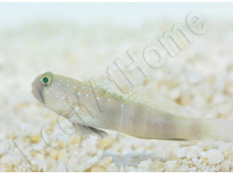 Cryptocentrus cinctus Elevage 3-5 cm RAH