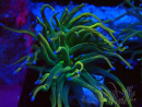 WYSIWYG Euphyllia glabrescens (Mariculture acclimaté sous LED) 8J1
