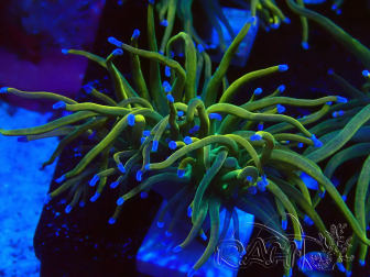 WYSIWYG Euphyllia glabrescens GLITTER GRAIL (Marikultur akklimatisiert unter LED) 8J2
