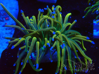 WYSIWYG Euphyllia glabrescens (Mariculture acclimaté sous LED) 8J3