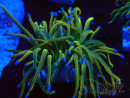 WYSIWYG Euphyllia glabrescens (Mariculture acclimated under LED) 8J3