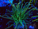 WYSIWYG Euphyllia glabrescens (Mariculture acclimated under LED) 8J4